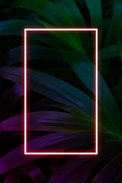 istock Tropical leaves with neon frame for background, foliage in blue and purple gradient 1210492630