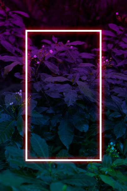 istock Tropical leaves with neon frame for background, foliage in blue and purple gradient 1210492669