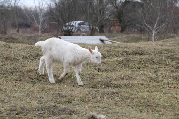 istock White goat on the street 1210492679