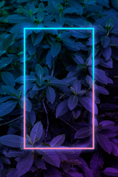 istock Tropical leaves with neon frame for background, foliage in blue and purple gradient 1210492727