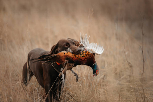 happy hunting dog bringing pheasant game in mouth stock photo