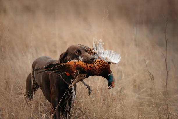cão de caça feliz trazendo jogo faisão na boca - pheasant hunting fotos - fotografias e filmes do acervo