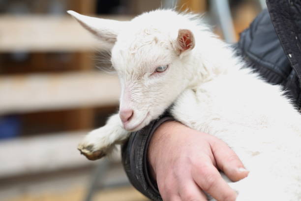 istock White goat on the street 1210492809