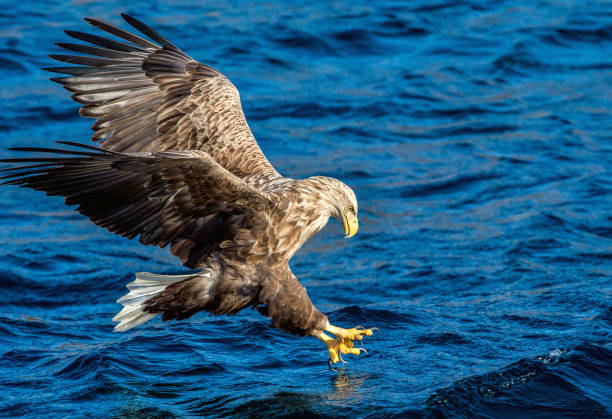 White-tailed eagle is fishing White-tailed eagle is fishing. Blue Ocean Background. Scientific name: Haliaeetus albicilla, also known as the ern, erne, gray eagle, Eurasian sea eagle and white-tailed sea-eagle. lough erne photos stock pictures, royalty-free photos & images