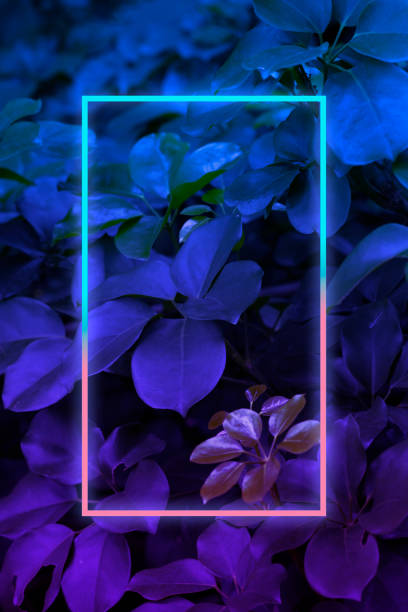istock Tropical leaves with neon frame for background, foliage in blue and purple gradient 1210493007