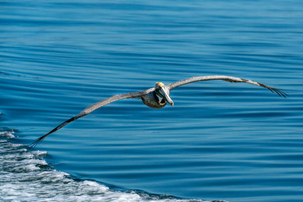 istock Pelican at sunset while flying on the sea 1210496519