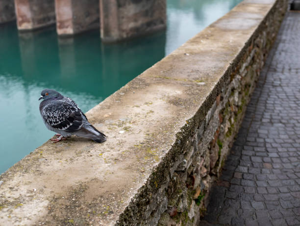 istock very nice pigeon on top a wall in desenzano del garda 1210503724