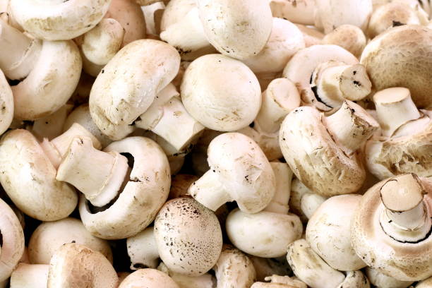 un montón de champignon de cerca. - edible mushroom plants raw food nature fotografías e imágenes de stock