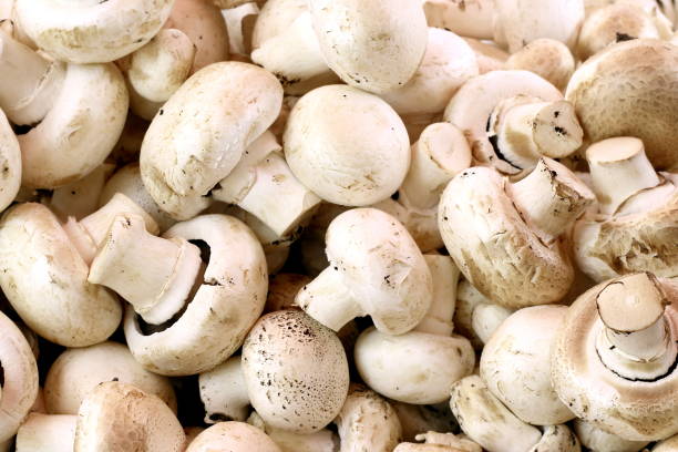 istock Heap of champignon close-up. 1210504322
