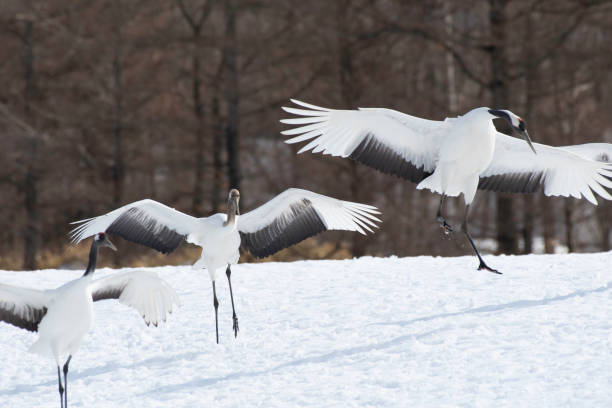 istock Red-crowned cranes landing in Tsurui village 1210505817