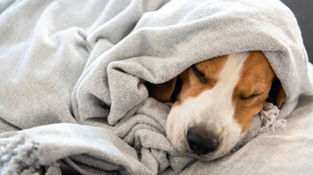 istock Dog on a sofa under the blanket after bath drying fur. 1210506570