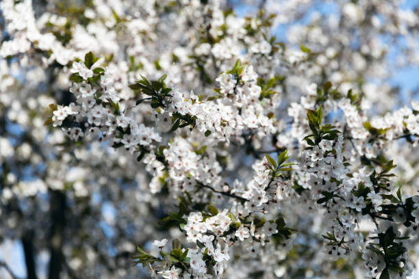 istock Flowering trees with white flowers 1210507242