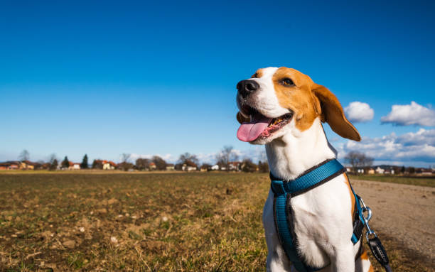 istock Beagle dog on rural road. Sunny day landscape copy space . 1210507262