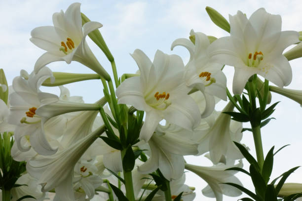 istock Brilliant and elegant narcissus flowers 1210507290