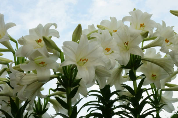 istock Brilliant and elegant narcissus flowers 1210507300