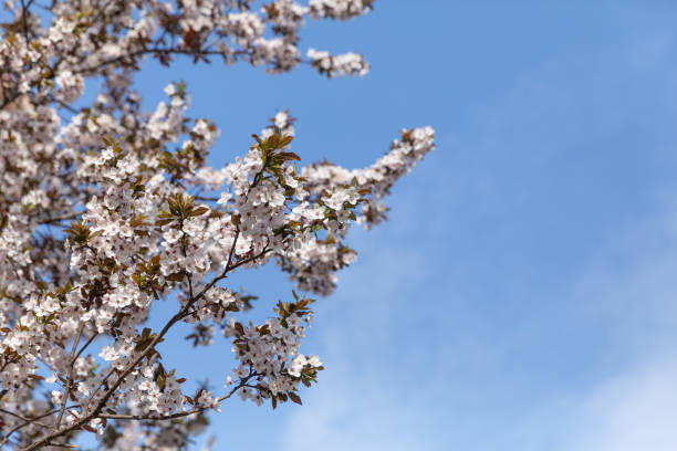 istock Flowering trees with white flowers 1210507356