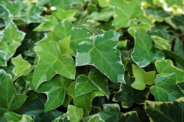 istock Hedera Helix leaves ivy green plants background 1210507730