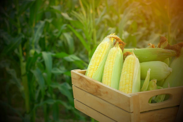 istock sweet corn in wooden box at corn field 1210508249