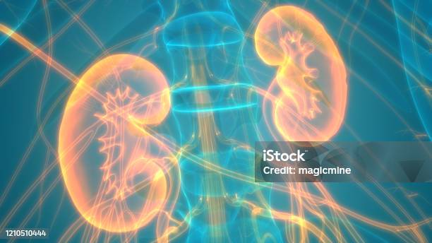 Human Urinary System Kidneys Anatomy Stock Photo - Download Image Now - Kidney - Organ, Human Kidney, Nephrology