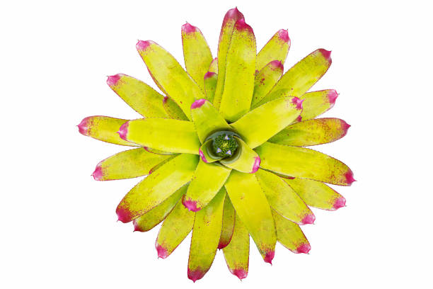 istock Green bromeliads plant with pink tips and pink spotted isolated on white background with clipping path 1210511063