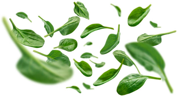 istock Green spinach leaves levitate on a white background 1210511909