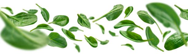 istock Green spinach leaves levitate on a white background 1210512442