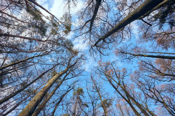 guarda verso l'alto verso il cielo blu e il baldacchino degli alberi - treetop sky tree tree canopy foto e immagini stock