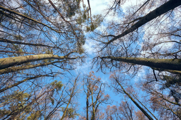 olhe para cima para o céu azul e copa das árvores - treetop sky tree tree canopy - fotografias e filmes do acervo