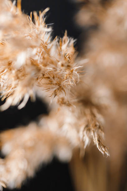istock Macro view of dried grass for creating interior design decoration. 1210513765