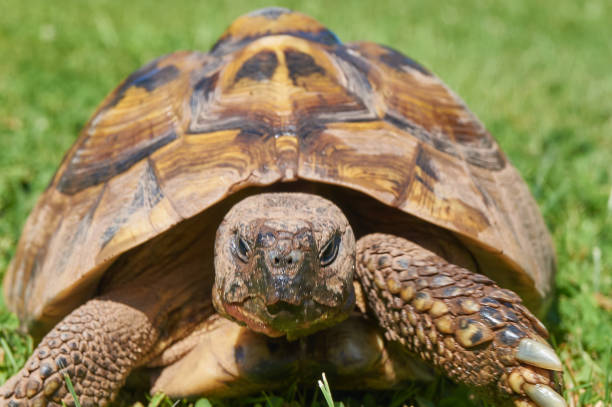 istock Tortoise in the green grass; turtle (Testudo hermanni) 1210513785