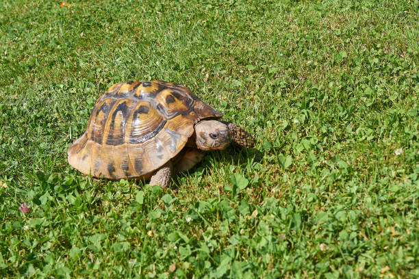 Testudo hermanni reptile in the green gras.