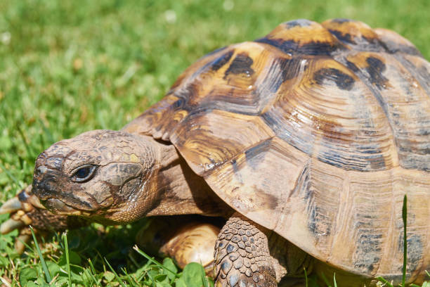 istock Tortoise in the green grass; turtle (Testudo hermanni) 1210513949