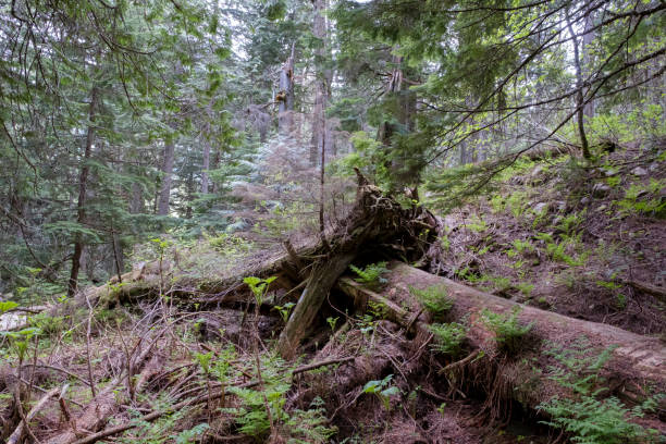 istock Giant Cedars Mount Revelstoke National Park, British Columbia, Canada featuring large old cedar trees 1210514102