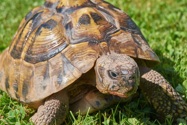 istock Tortoise in the green grass; turtle (Testudo hermanni) 1210514187