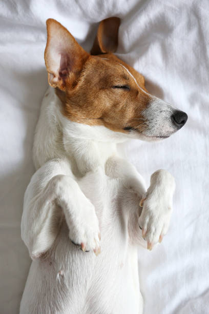 istock Small breed dog lying in the owner's bed with cotton linens. 1210517299