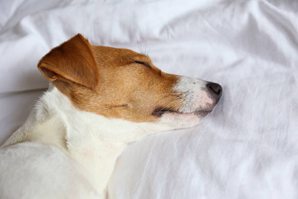 istock Small breed dog lying in the owner's bed with cotton linens. 1210517478