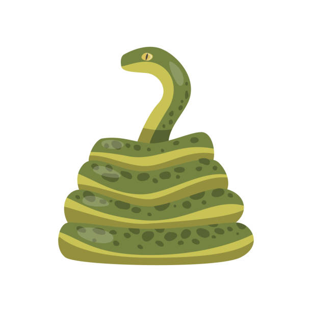 ilustraciones, imágenes clip art, dibujos animados e iconos de stock de larga serpiente verde gigante boig aislado sobre fondo blanco - snake