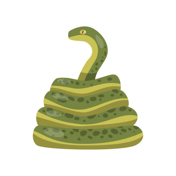 illustrazioni stock, clip art, cartoni animati e icone di tendenza di lungo grande serpente verde boig isolato su sfondo bianco - snake