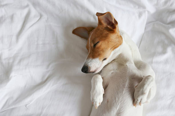istock Small breed dog lying in the owner's bed with cotton linens. 1210517613