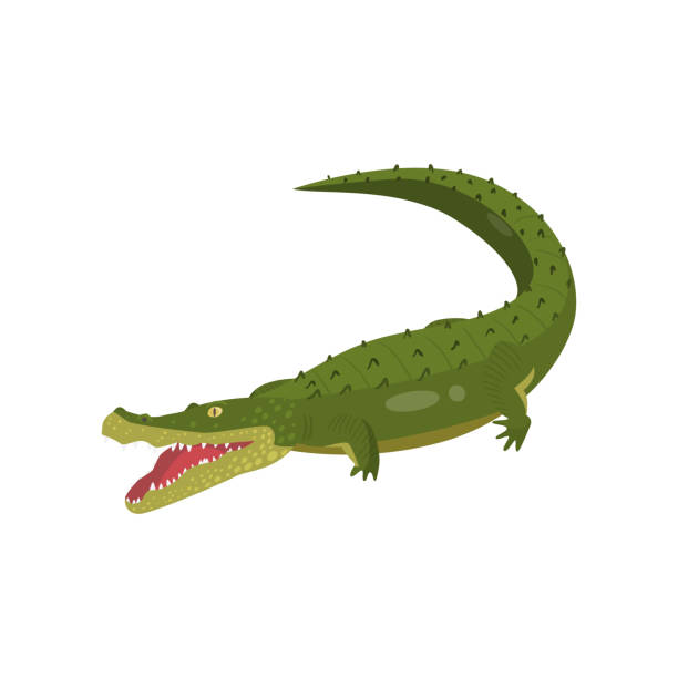 realistický krokodýl gaviální izolovaný na bílém pozadí - krokodýl krokodýlovití stock ilustrace