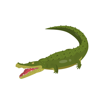 Realistic gavial crocodile with opened toothy mouth isolated on white background. Cartoon with rare animal south america. Teaching card. Zoo, natural concept