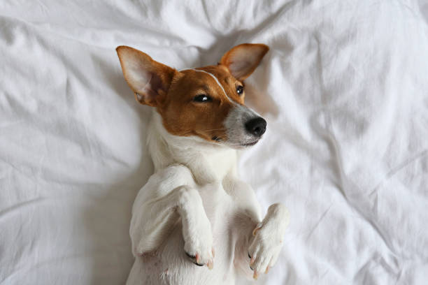 istock Small breed dog lying in the owner's bed with cotton linens. 1210518303