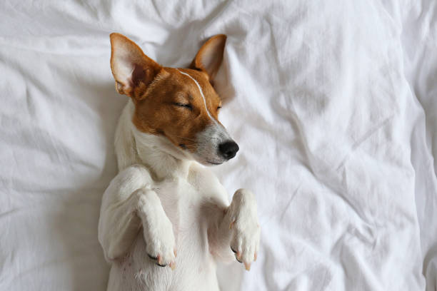 istock Small breed dog lying in the owner's bed with cotton linens. 1210518345