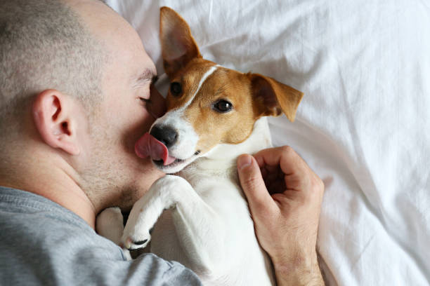 istock Small breed dog lying in the owner's bed with cotton linens. 1210518563