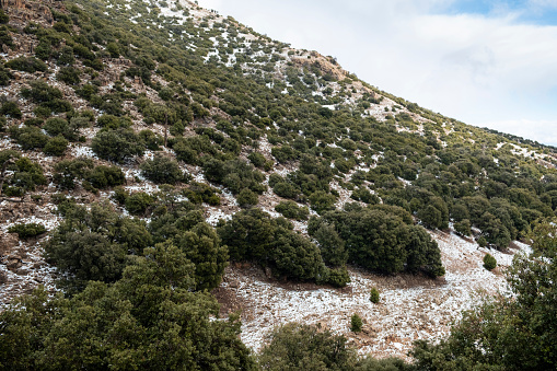 Fresh snow in the Middle Atlas of Morocco
