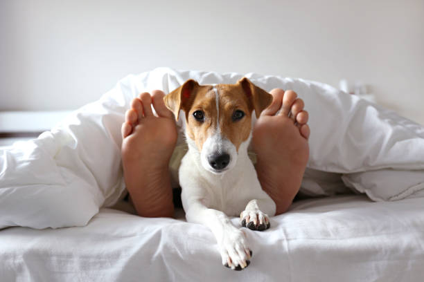 Small breed dog lying in the owner's bed with cotton linens.