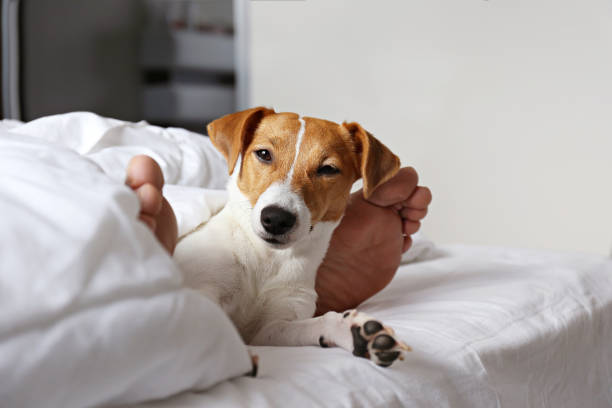 istock Small breed dog lying in the owner's bed with cotton linens. 1210519154