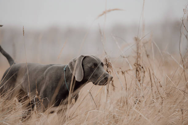 weimaraner dog working in the field in autumn stock photo