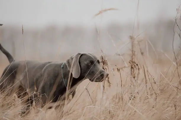 weimaraner dog working in the field in autumn