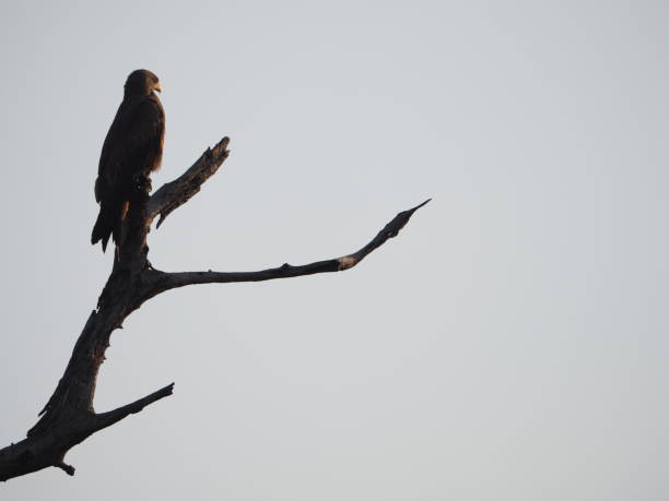 istock Yellow-billed kite ponders life from perch 1210520566